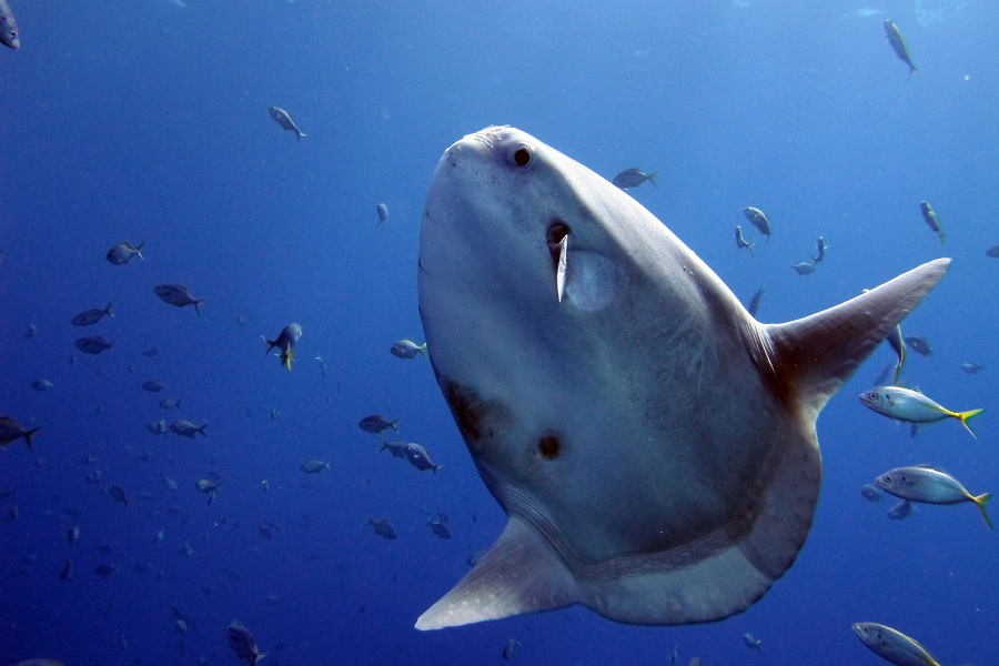 Mola Mola Sunfish in Bali