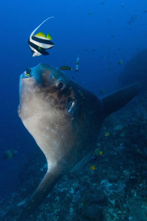 Mola Mola (sunfish) at Blue Corner, Nusa Lembongan, known for colorful corals.