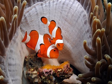 Try_Diving_Crystal_Divers_Bali_indonesia