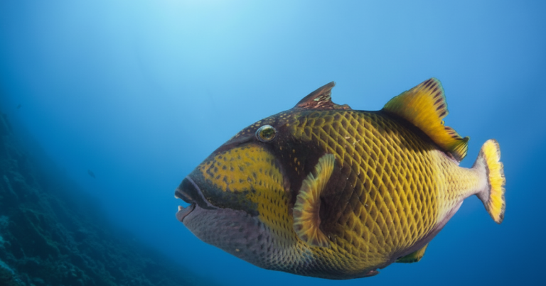 Triggerfish swimming in the ocean